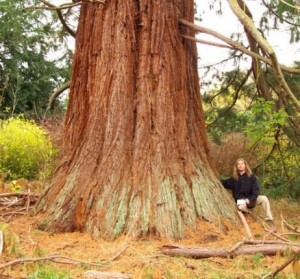 sequoia belgique