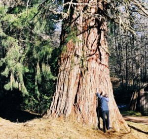 Castle Leod Sequoia