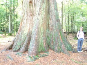 new forest sequoia