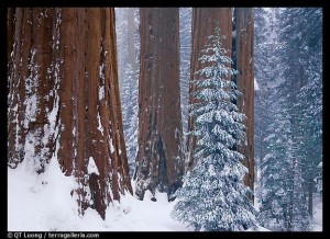 sequoia sous la neige