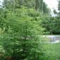 2006_0713_142955AA