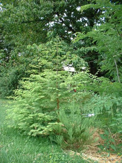 2006_0713_143020AA