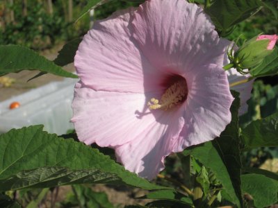 2007_0819_095853AA