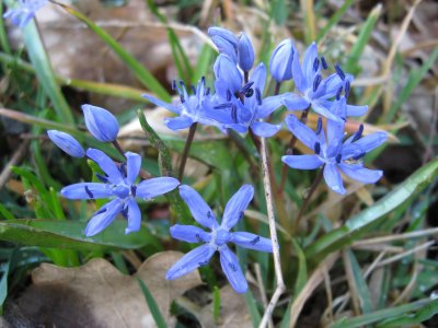 Scilla bifolia