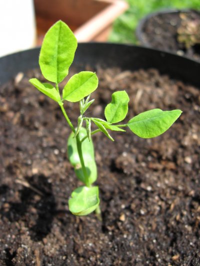 Sophora japonica